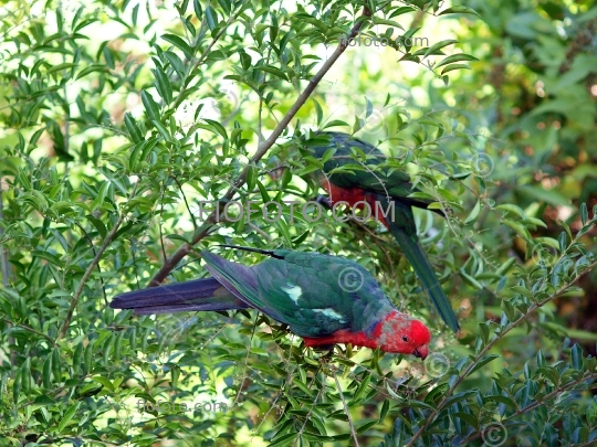 Australian King Parrot, Alisterus scapularis