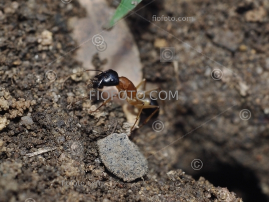 Banded Sugar Ant, Camponotus consobrinus
