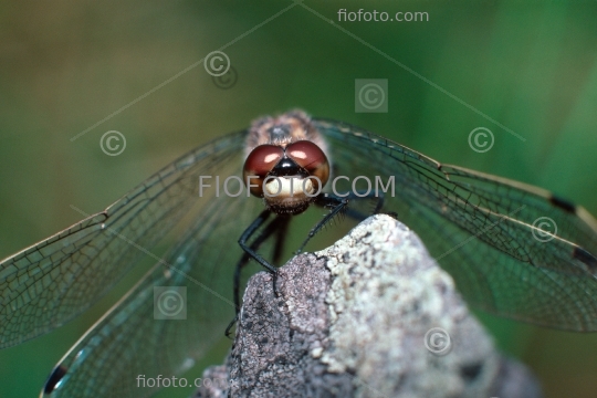 Black darter dragonfly,  Sympetrum danae