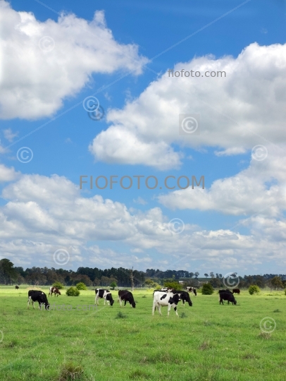 Cattle grazing, Farmland