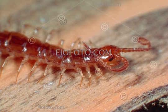 Centipede, Lithobius sp.