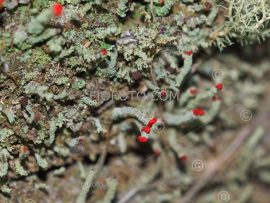 Cladonia sp., Cup lichen