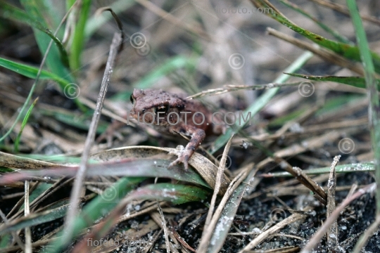 Common Toad, Bufo bufo