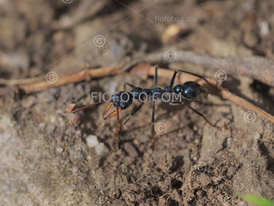 Jack Jumper Bulldog Ant, Myrmecia pilosula