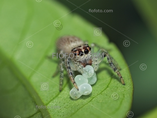 Jumping spider, Salticid spider