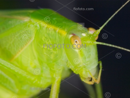 Katydid, Bush cricket