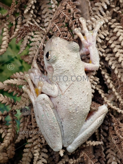 Perons Tree Frog, Litoria peronii