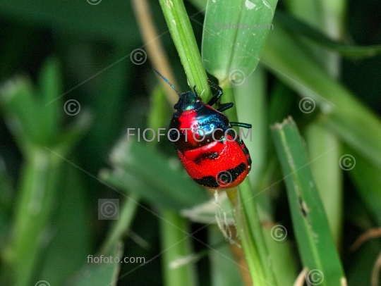 Red Jewel Bug, Choerocoris paganus