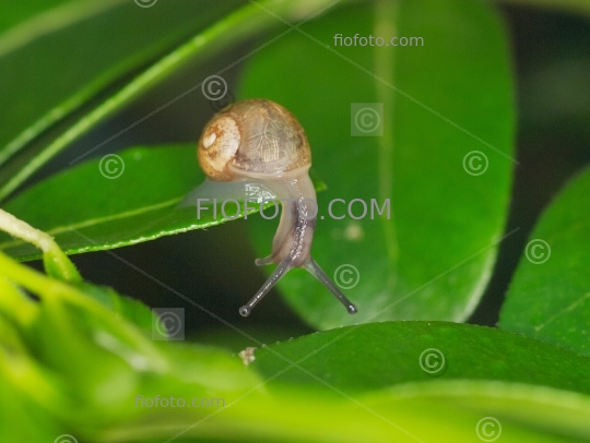 Snail on green leaves