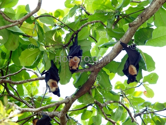 Spectacled Flying Fox, Pteropus conspicillatus