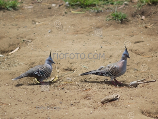 The Crested Pigeon, Ocyphaps lophotes
