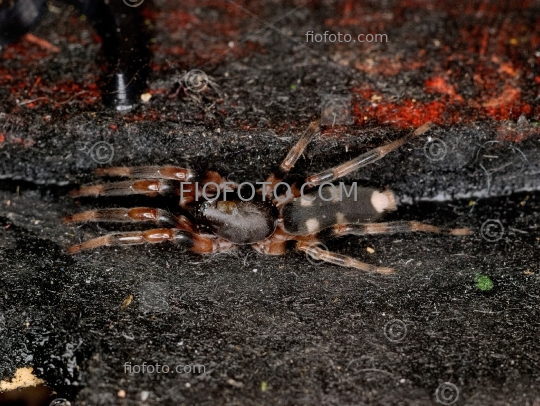 White-tailed Spider, Lampona cylindrata or Lampona murina