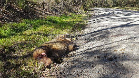 Wombat road kill | 01