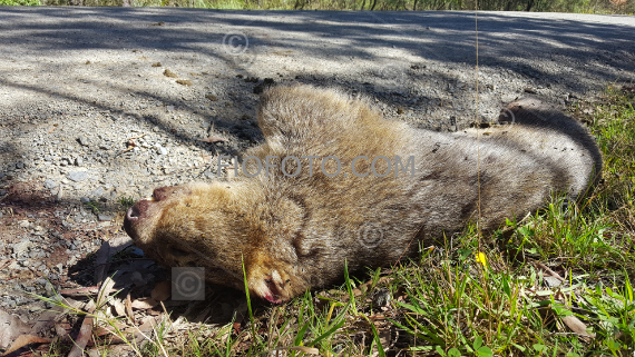 Wombat road kill | 02